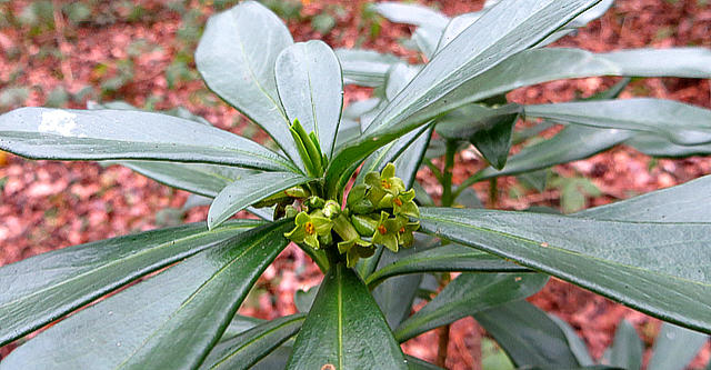 Spurge Laurel Flowers